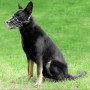 Намордник металевий Bronzedog №6 (вівчарка), посилений, 34х12.5 см
