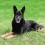 Намордник металевий Bronzedog №6 (вівчарка), посилений, 34х12.5 см