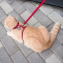 Шлея с поводком для котов и мелких пород собак WAUCAT Nylon c QR паспортом, пластиковый фастекс, Арбуз