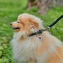Ошейник для собак кожаный WAUDOG Soft с QR паспортом, круглый, черный