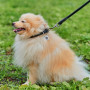 Ошейник для собак кожаный WAUDOG Soft с QR паспортом, круглый, черный