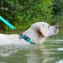 Нашийник, що світиться, для собак водостійкий WAUDOG Waterproof з QR-паспортом, пластикова пряжка-фастекс, ментоловий