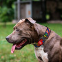 Ошейник для собак нейлоновый WAUDOG Nylon c QR паспортом "Витраж", металлическая пряжка-фастекс