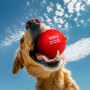 Игрушка для собак WAUDOG Fun Red Ball, вспененный термопластичный полиуретан, 7 см