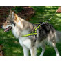 Шлея для собак GimDog Alfresco Y неопрен, оранжевая, 1.5х42 45-55 см