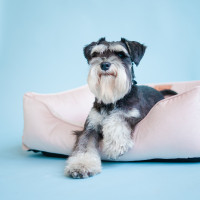 Лежак для собак и котов Harley and Cho Dreamer Velour Pudra