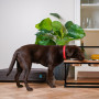 Миски на подставке c регулируемой высотой Lift Natural Wood + Black