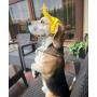 Кепка для собак из льна HatDog, желтая