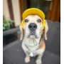 Кепка для собак из льна HatDog, желтая