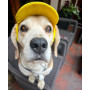Кепка для собак из льна HatDog, желтая
