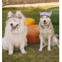 Панама для собак з котону HatDog, леопардова