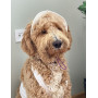 Панама для собак из коттона HatDog, белая
