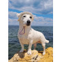 Панама для собак из коттона HatDog, белая