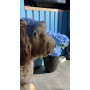 Панама для собак из вельвета HatDog, голубая