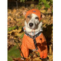 Шапка для собак HatDog, оранжевая
