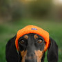 Шапка для собак HatDog, оранжевая