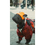 Шапка для собак HatDog, оранжевая