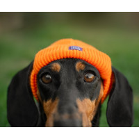 Шапка для собак HatDog, оранжевая