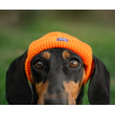 Шапка для собак HatDog, помаранчева