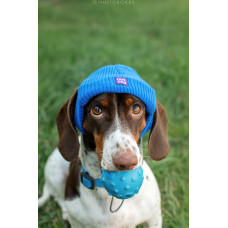Шапка для собак HatDog, синяя