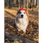 Шапка для собак HatDog, красная