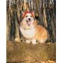 Шапка для собак HatDog, красная