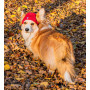 Шапка для собак HatDog, красная