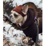 Шапка для собак HatDog, коричневая