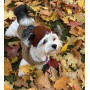 Шапка для собак HatDog, коричневая