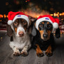 Новогодний набор (шапка Санты + шарф) для собак HatDog