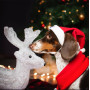 Новогодний набор (шапка Санты + шарф) для собак HatDog