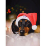 Новогодний набор (шапка Санты + шарф) для собак HatDog
