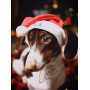 Новогодний набор (шапка Санты + шарф) для собак HatDog
