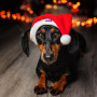 Новогодний набор (шапка Санты + шарф) для собак HatDog