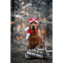 Новогодний набор (шапка Санты + шарф) для собак HatDog