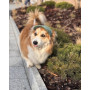 Кепка для собак из вельвета HatDog, оливковая