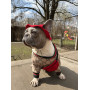 Панама для собак из вельвета HatDog, красная