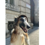Панама для собак из вельвета HatDog, капучино
