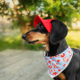 Бандана для собак HatDog Брендованая