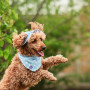 Панама для собак из льна HatDog, нежно-голубая