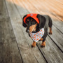 Бандана для собак HatDog Брендованая