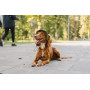 Панама для собак из коттона HatDog, хаки с патчем