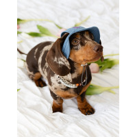 Панама для собак з котону HatDog, джинсова