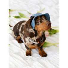 Панама для собак из коттона HatDog, джинсовая