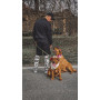 Бандана для собак HatDog Капуста