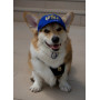 Бейсболка для собак из коттона HatDog USA California