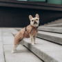 Дождевик для собак Noble Pet Rio Sand, песочный