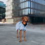 Дождевик для собак Noble Pet Rio Blue, голубой