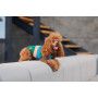 Светр для собак PetFashion Happy