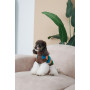 Светр для собак PetFashion Happy